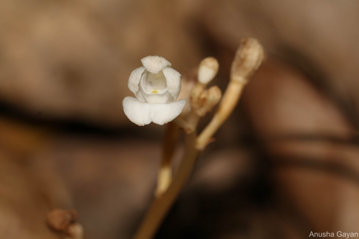 Didymoplexis pallens Griff.